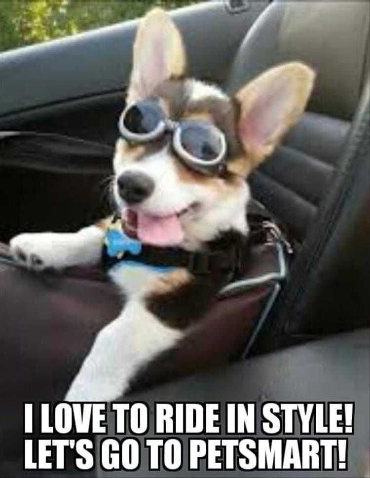 Funny Cats And Dogs Pictures Fly Boi
