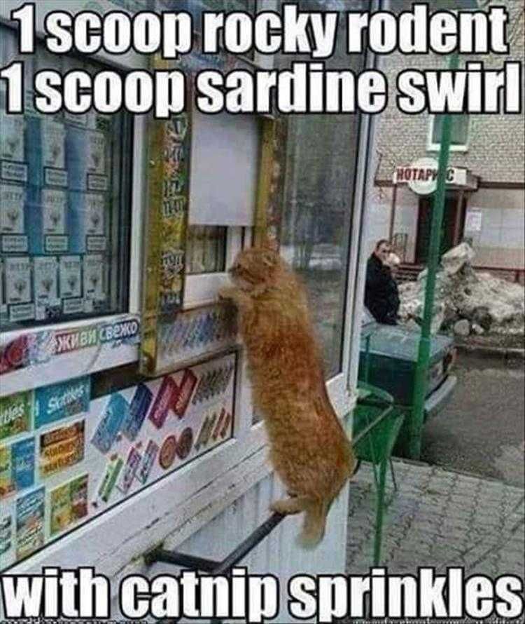 Funny Cats And Dogs Pictures Cats'Cream