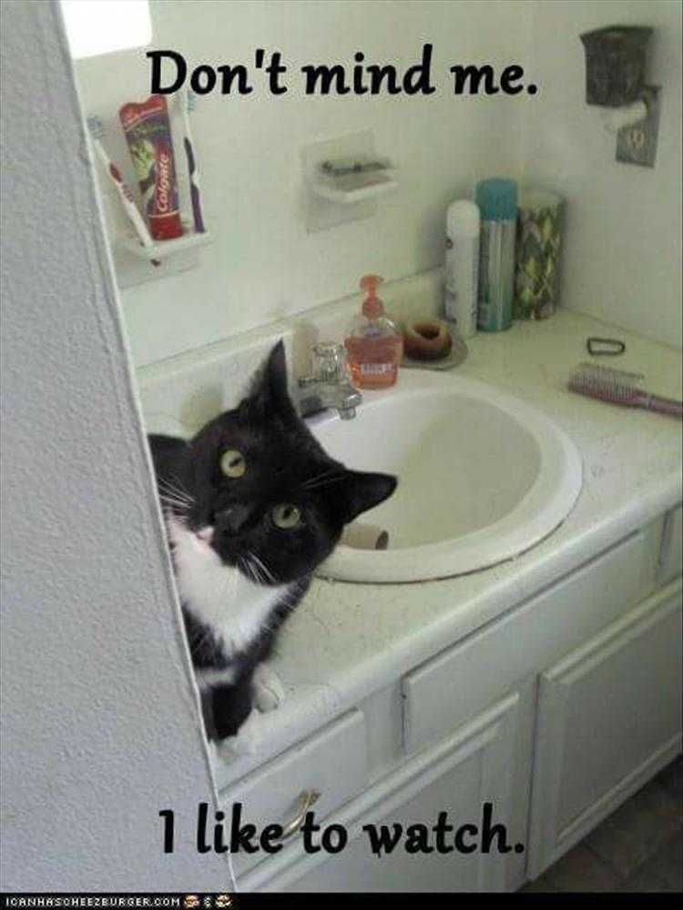 Funny Cats And Dogs Pictures Peeping Tom