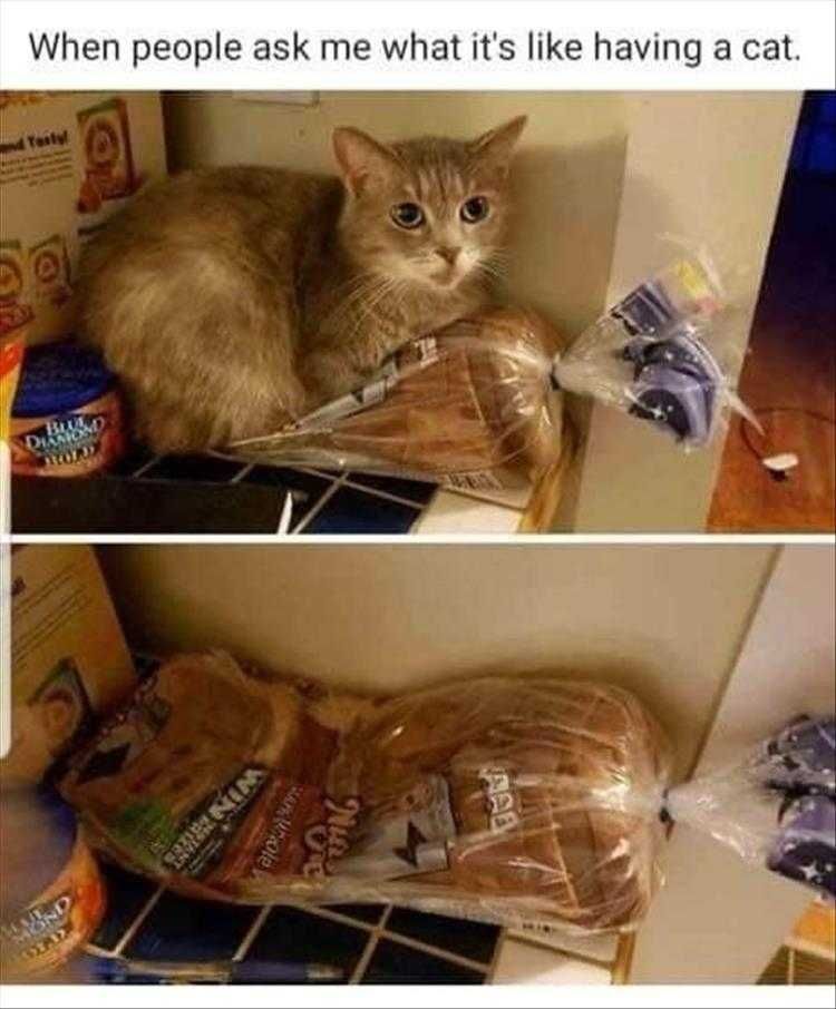 Lol Cats Life With A Cat