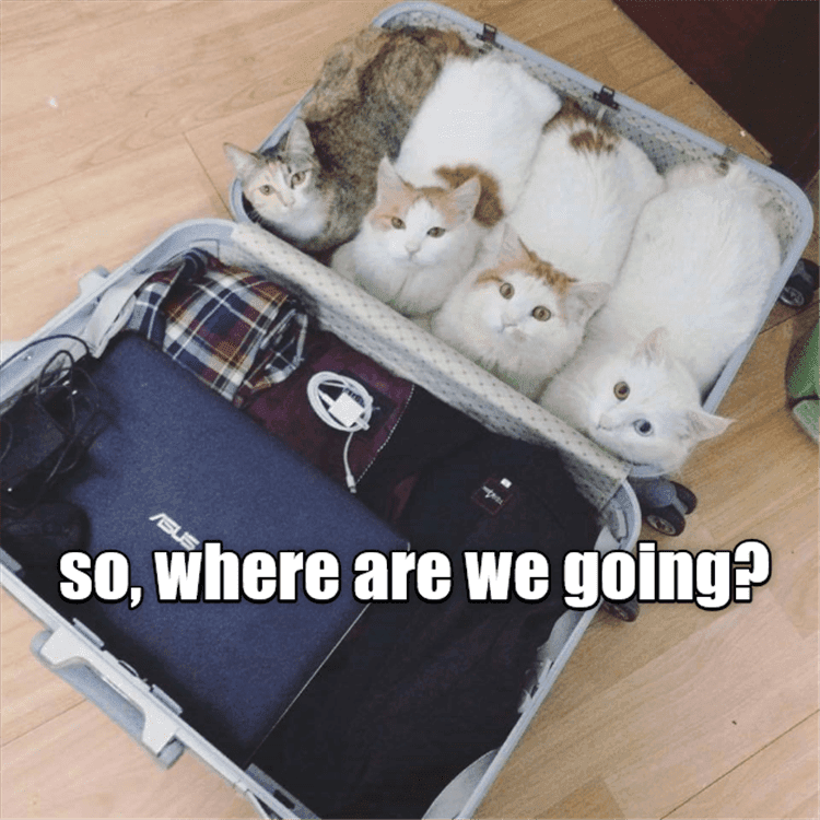 Lol Animals What More Do You Need