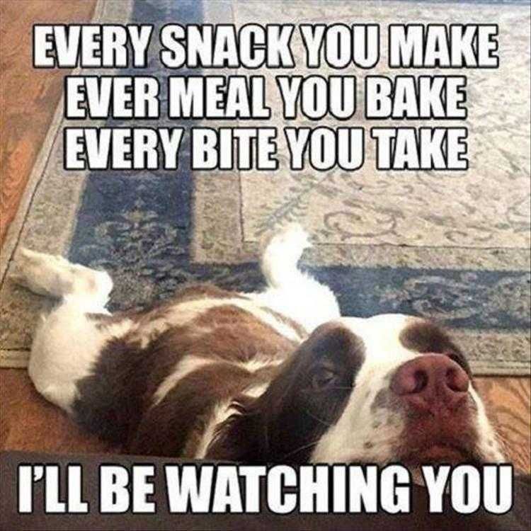 Lol Animals Big Brother Pet