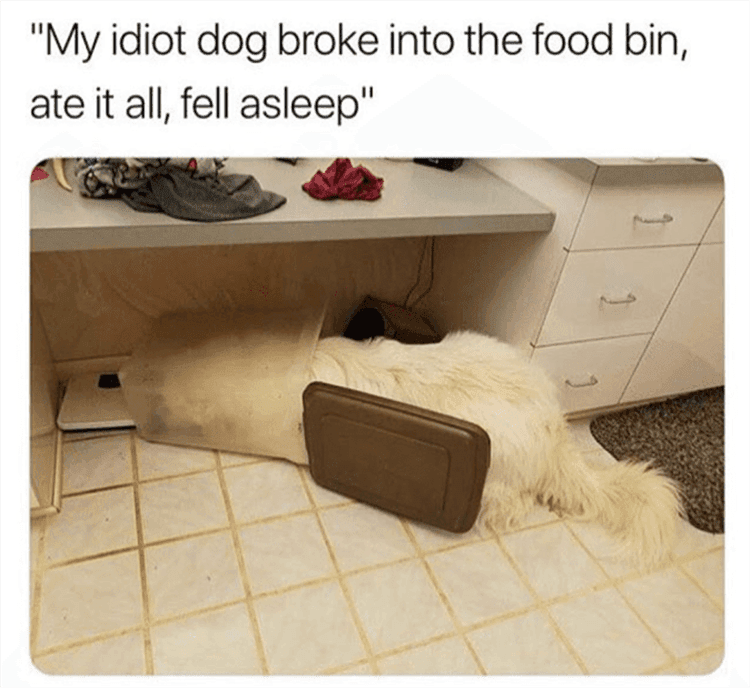 Lol Animals Food Coma