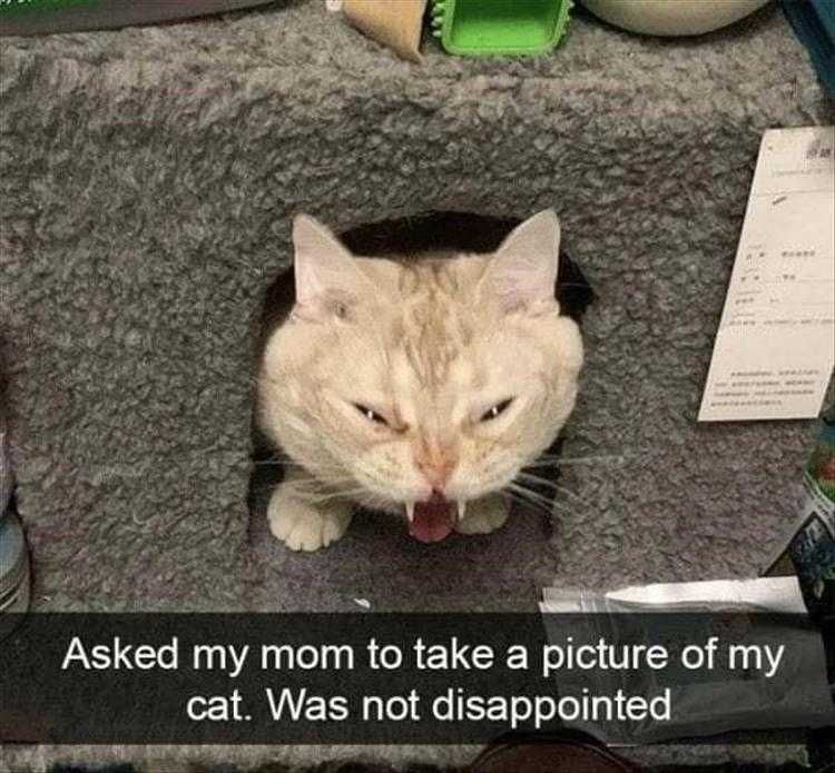 Lol Dogs Mom Photos
