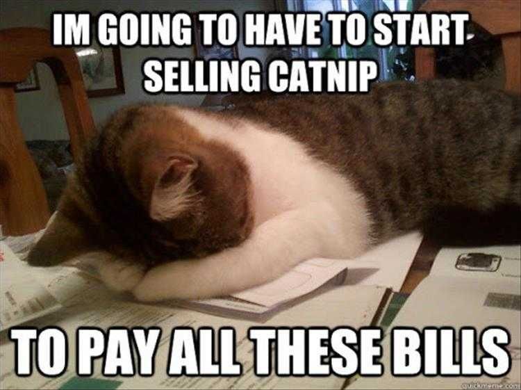 Top 24 Funny Animal Memes Of The Day 5Ff32D5F891E8