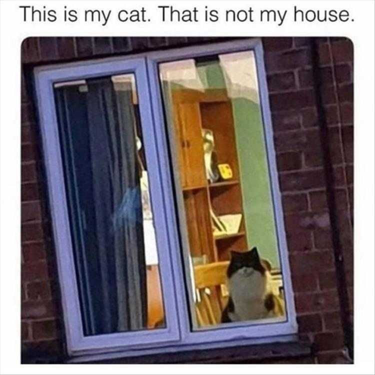 Lol Cats Traitor