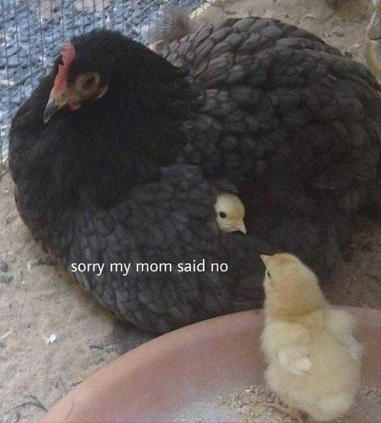Lol Animals Can'T Play