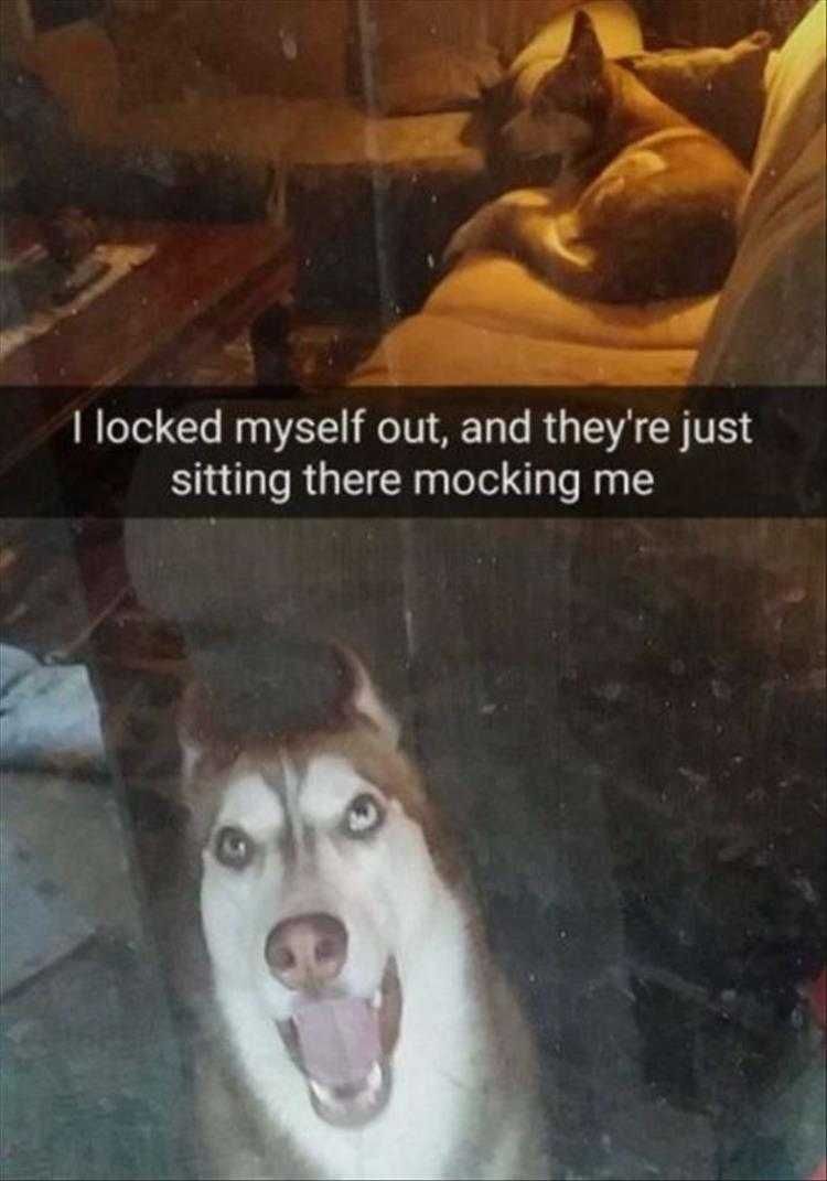 Lol Animals Dog'S Schadenfreude