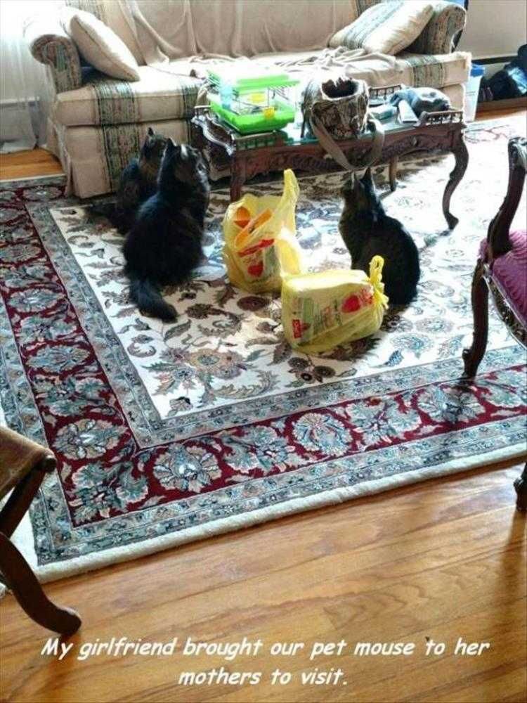 Lol Animals Into The Lion'S Den