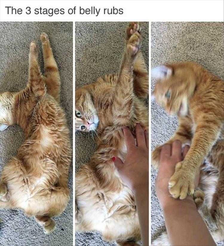Lol Animals Belly Rubs