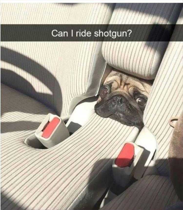 Lol Animals Puppy Eyes