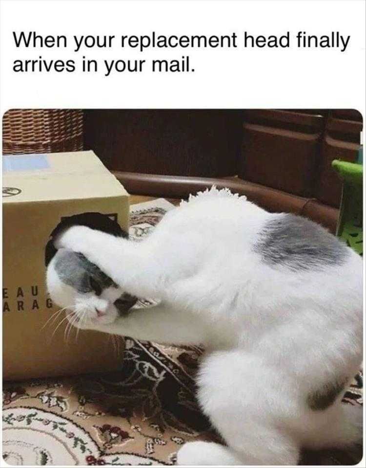 Lol Animals About Time!