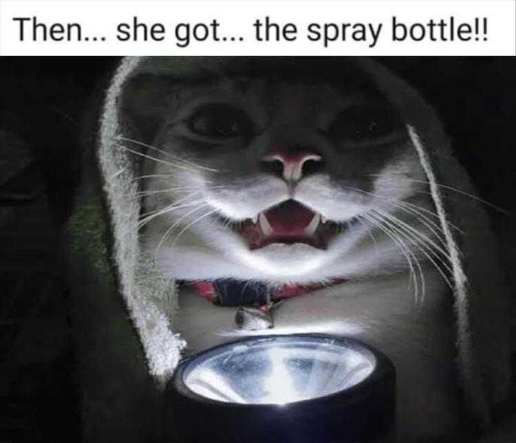 Humorous Pet Pics Scary Stories