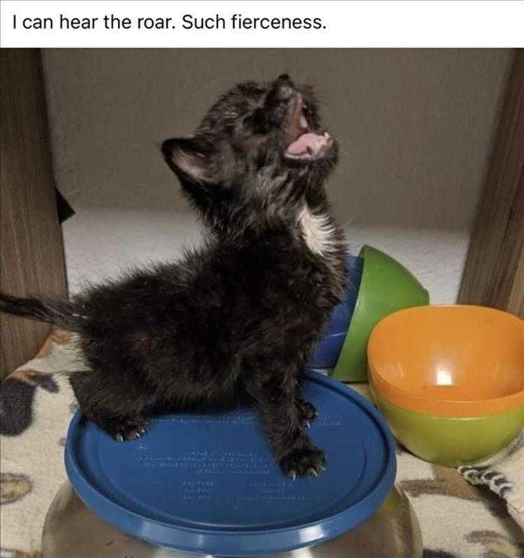 Humorous Cat Pics Roar