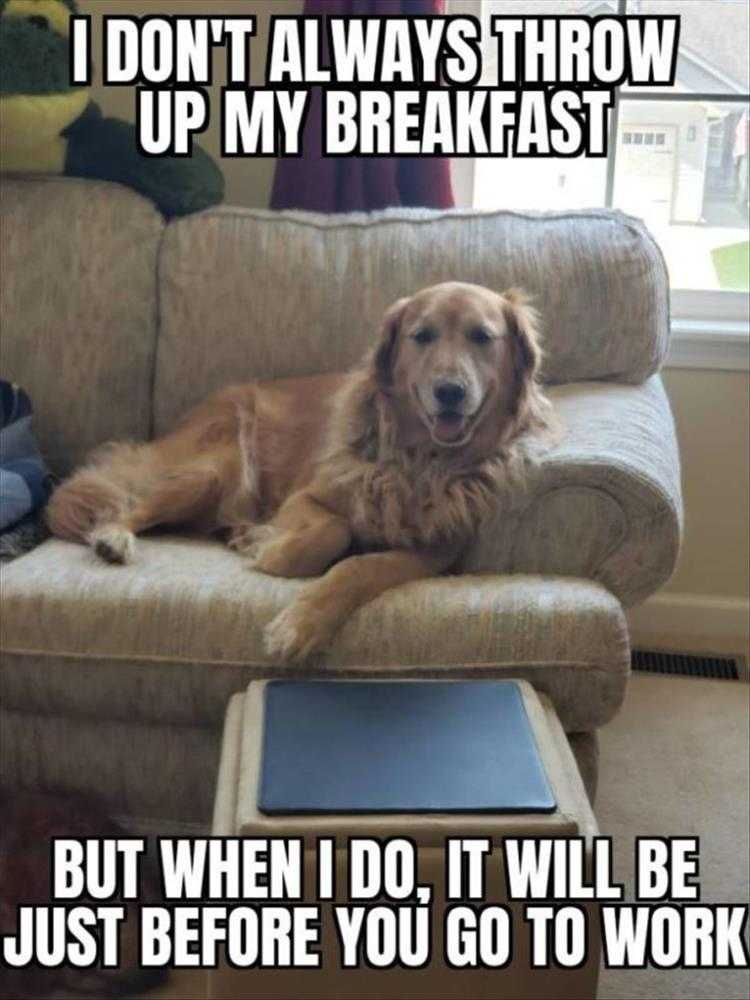 Humorous Pet Pics I Don'T Always Meme