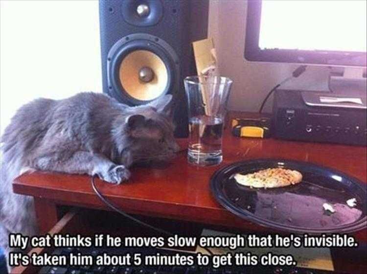 Humorous Cat Pictures Stealth