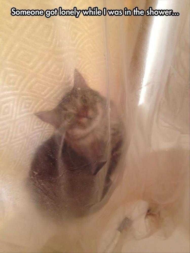 Humorous Pet Pics Hey