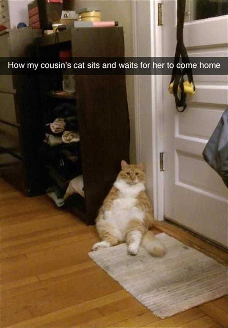 Humorous Pet Pics Letting It Hang Out