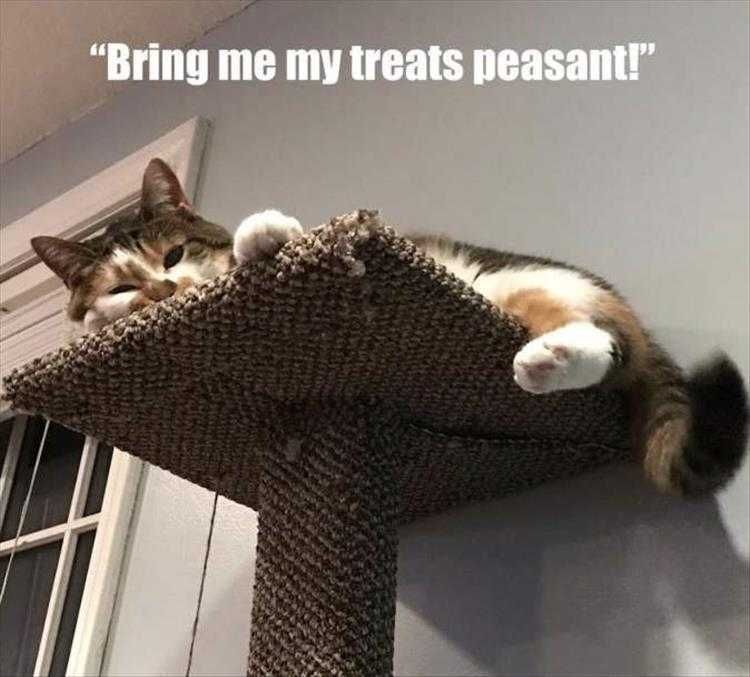 Humorous Pet Pics Ruling Class