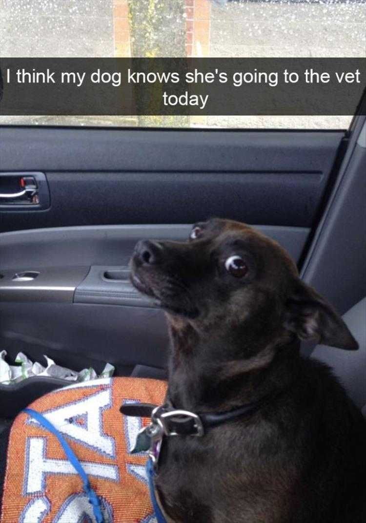 Humorous Dog Pics Dog Knows