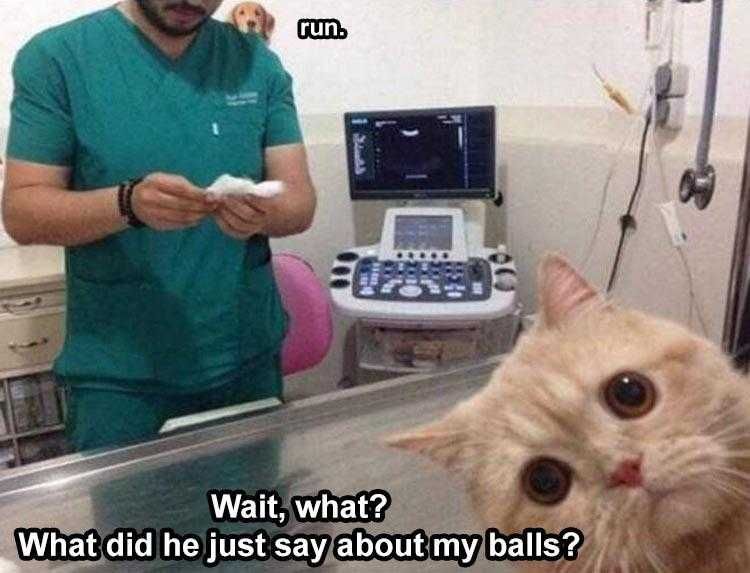 Humorous Pet Pics Run