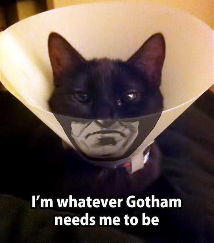 Top 24 Funny Animal Memes Of The Day_600Ae85Bc8A41.Jpeg Funny Pictures Of Animals Cat Man