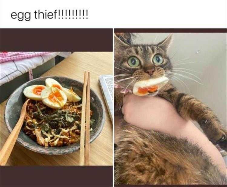 Top 24 Funny Animal Memes Of The Day_600Ae85D0Be8E.jpeg Funny Pictures Of Animals Caught In The Act