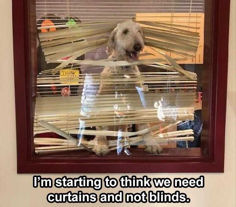 Funny Dogs And Cats Pictures Curtains