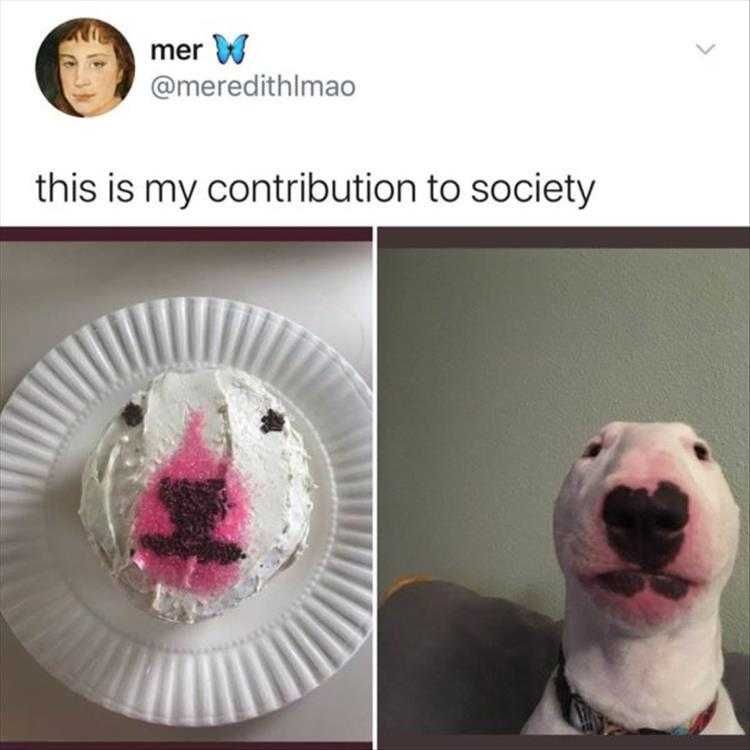 Funny Dogs And Cats Pictures Cake Talent