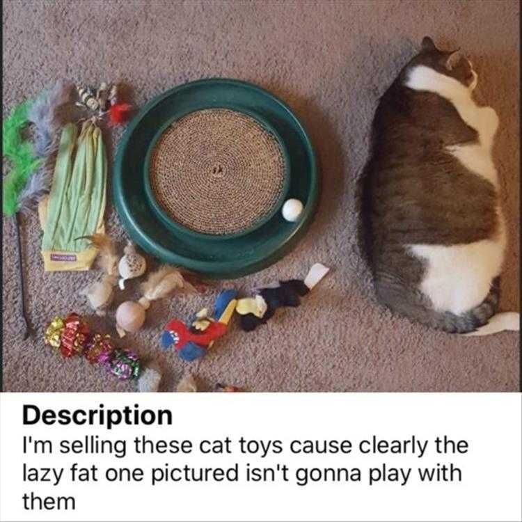 Funny Dogs And Cats Pictures Lazy Cats
