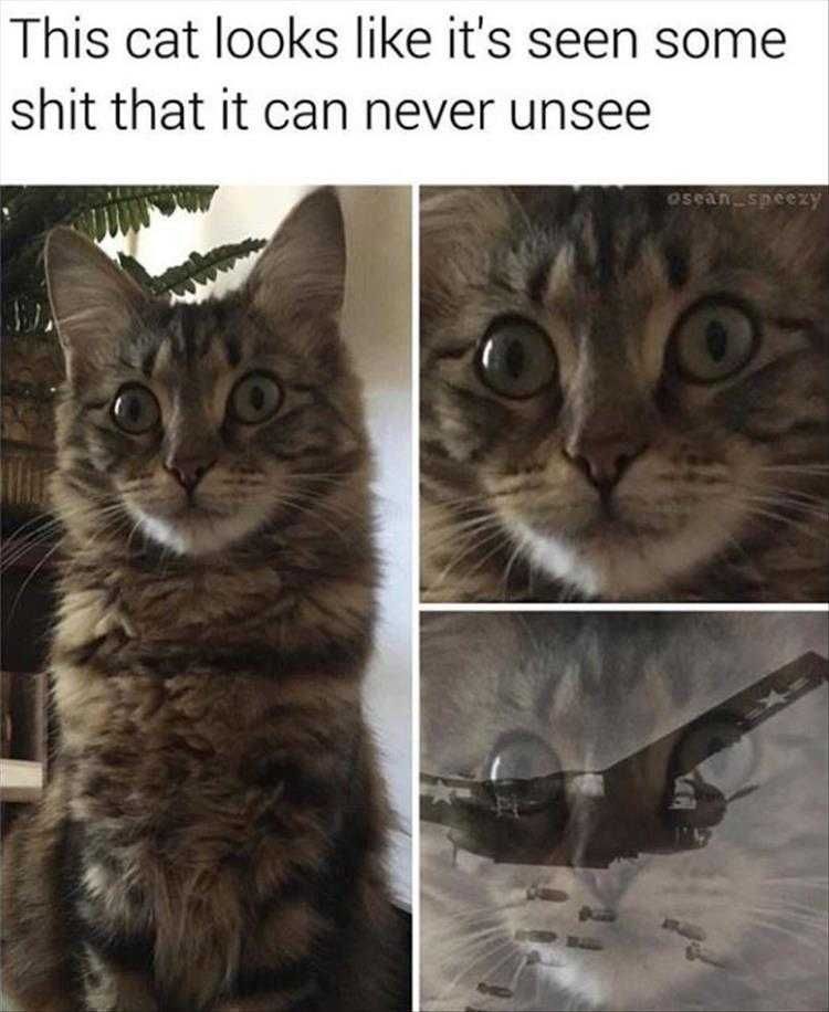 Funny Dogs And Cats Pictures Shock And Awe
