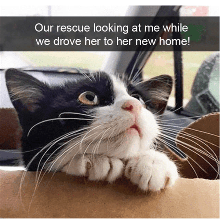 Funny Animal Photos With Captions My Prince Charming