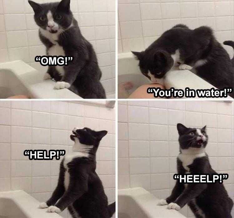 Comical Animal Pics Cat Help