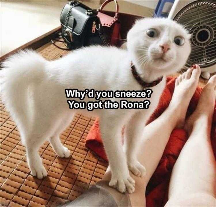 Comical Animal Pics Suspicious Cat