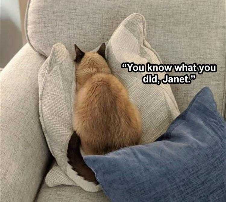 Comical Animal Pics Guilty Cat
