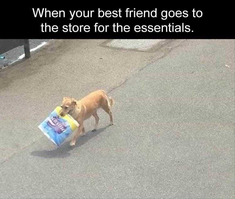 Comical Animal Pics Well Trained Dog