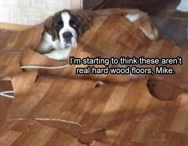 Comical Animal Pics Digging For The Truth