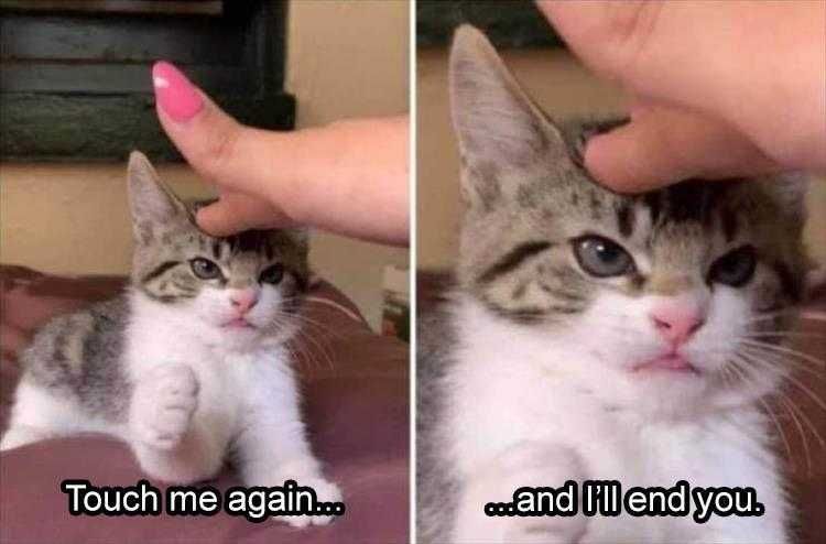 Comical Animal Pics Kitten Death Stare