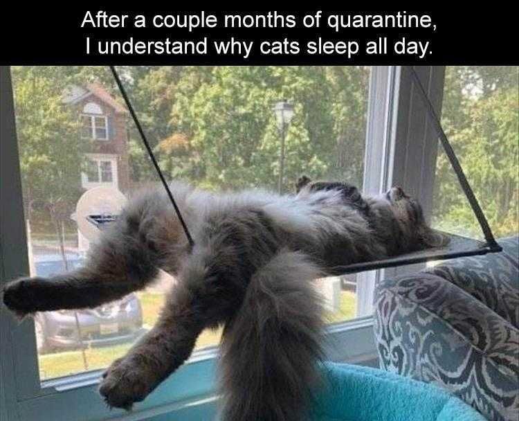 Comical Animal Pics Life Of A Cat