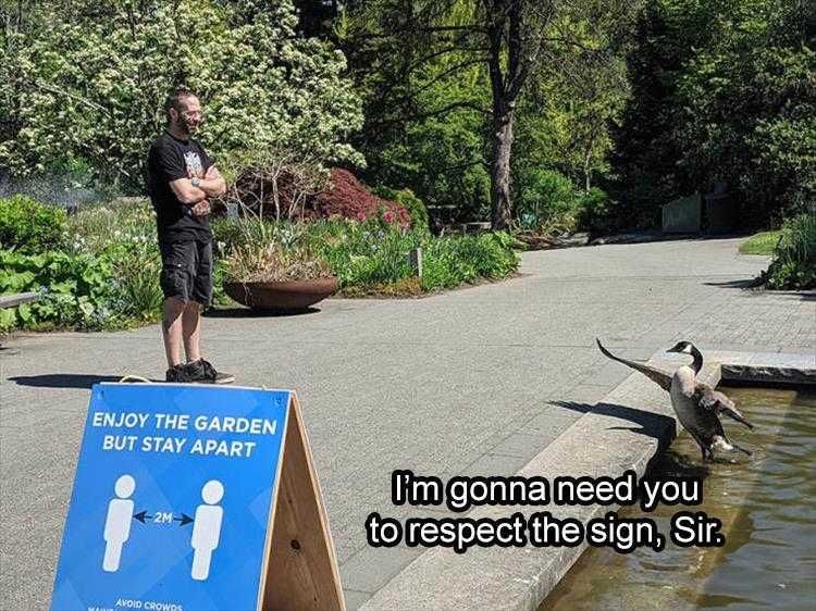 Comical Animal Pics Freeze Goose Police