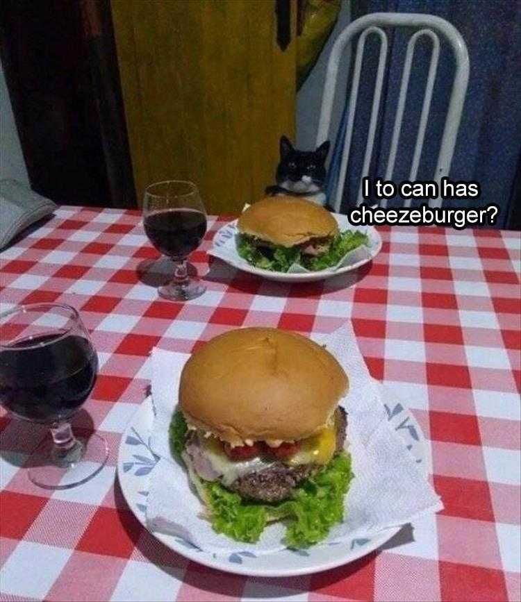 Comical Animal Pics Sharing Cheezeburger
