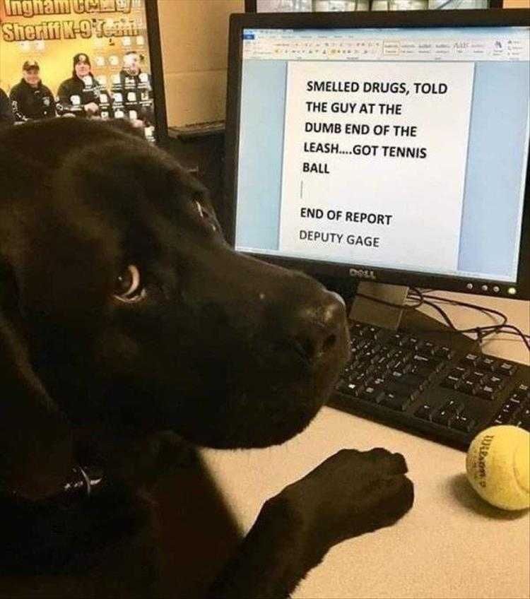 Comical Animal Pics Drug Hound