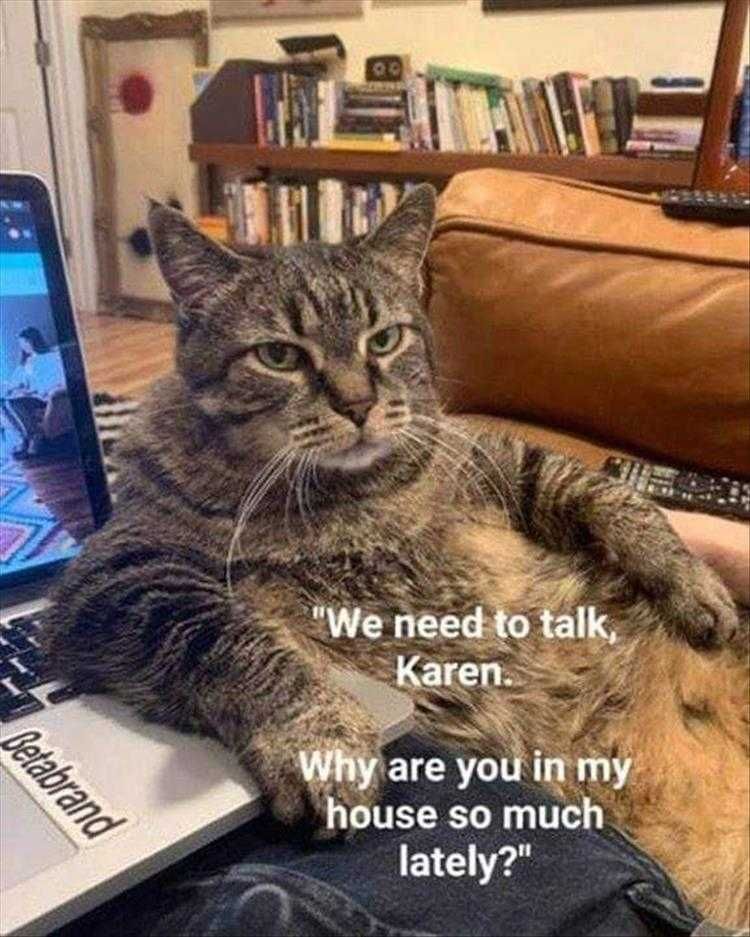 Comical Animal Pics The Talk With The Cat