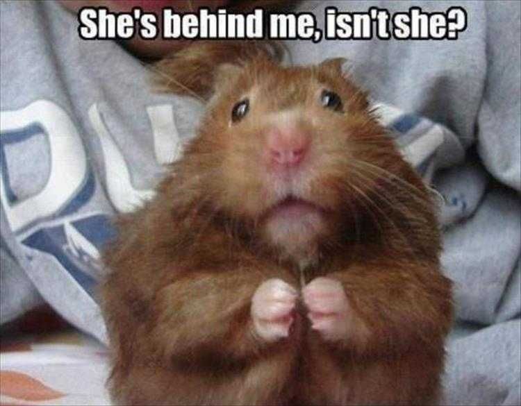 Comical Animal Pics That Awkward Moment