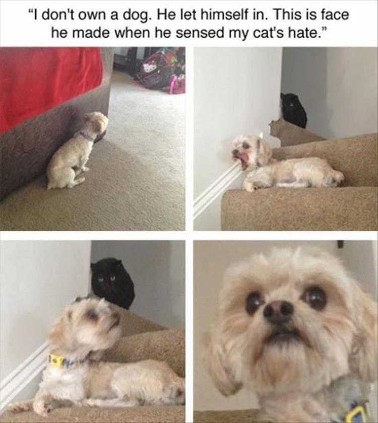 Comical Animal Pics That Not Welcomed Feeling