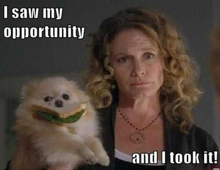 Comical Animal Pics Sandwich Not Gonna Eat Itself