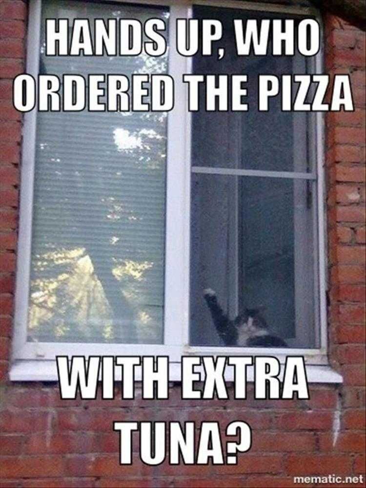 Comical Animal Pics Cat'S Pizza Order