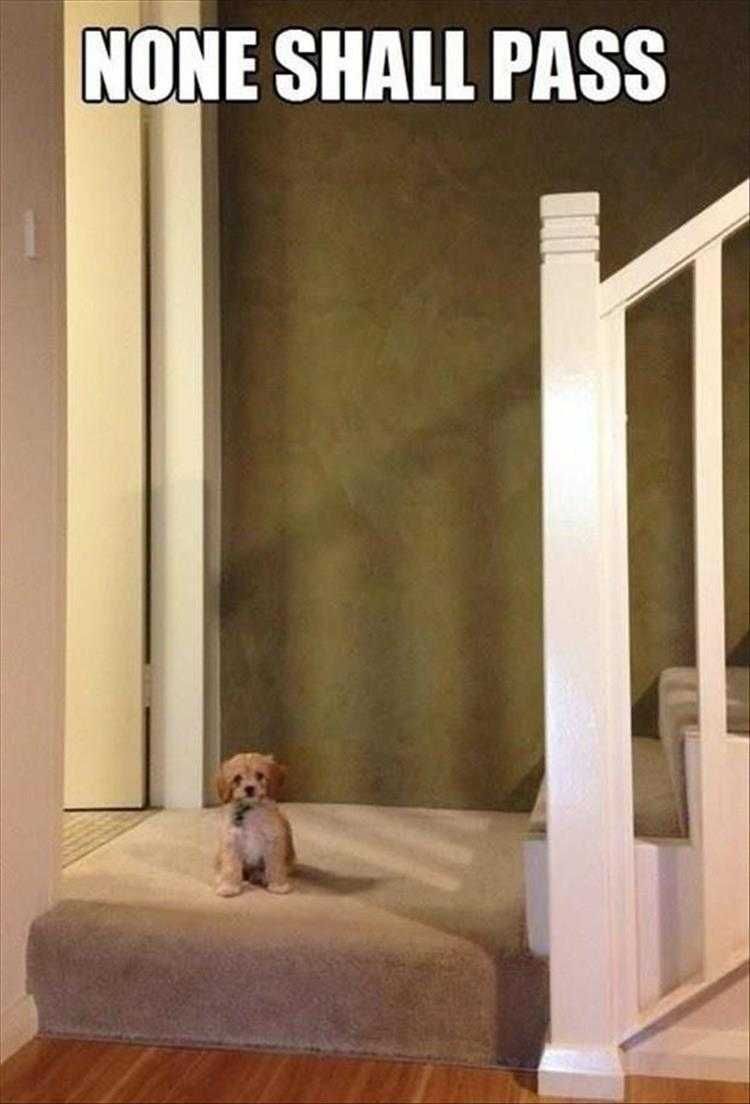 Comical Animal Pics Guard Dog
