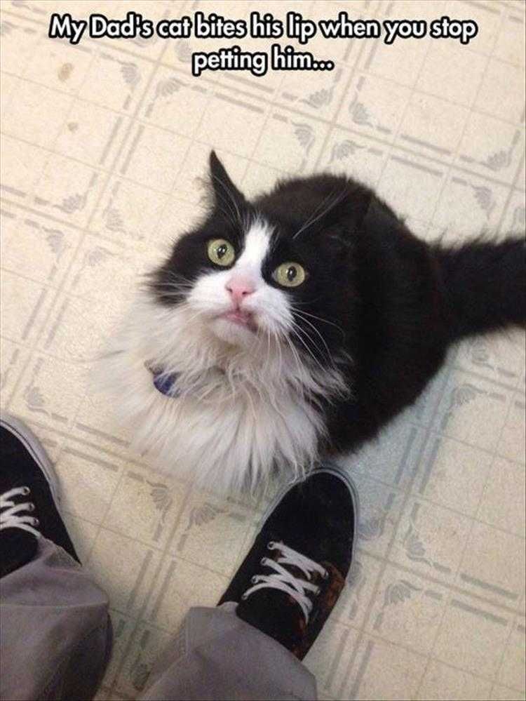 Comical Animal Pics Stop Petting And Die