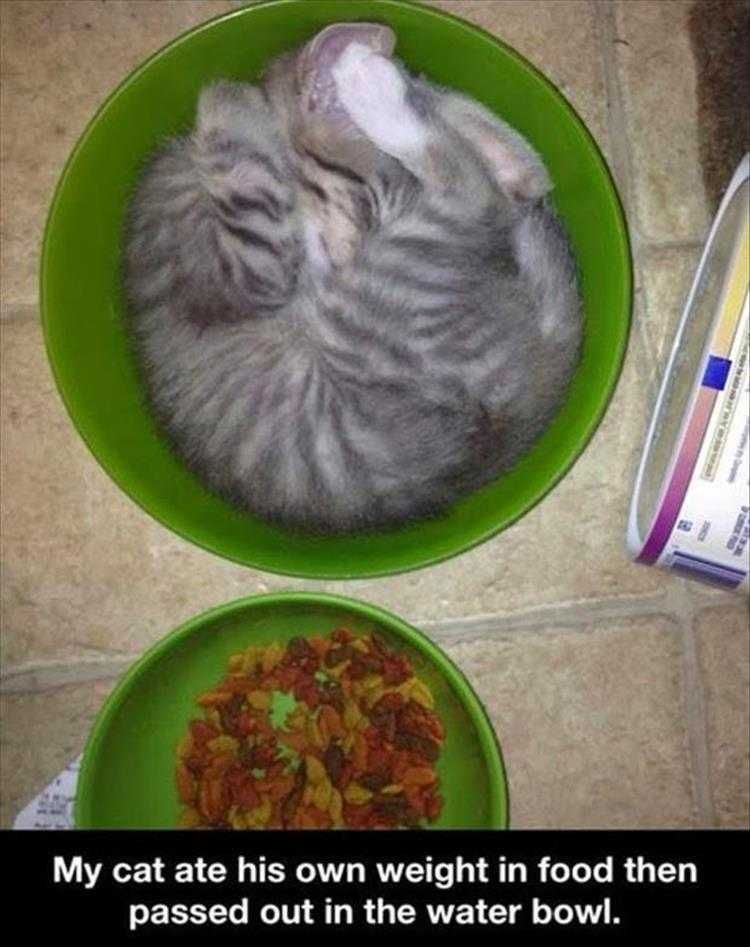 Comical Animal Pics Food Coma